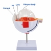 Anatomy Eye Model, 6X Enlarged Eyeball Model