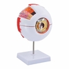 Anatomy Eye Model, 6X Enlarged Eyeball Model